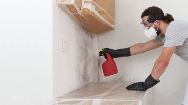 Professional Basement Mold Remediation technician working in Medina, NY