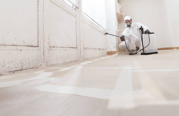 24/7 Emergency Basement Mold Remediation experts in Medina, NY