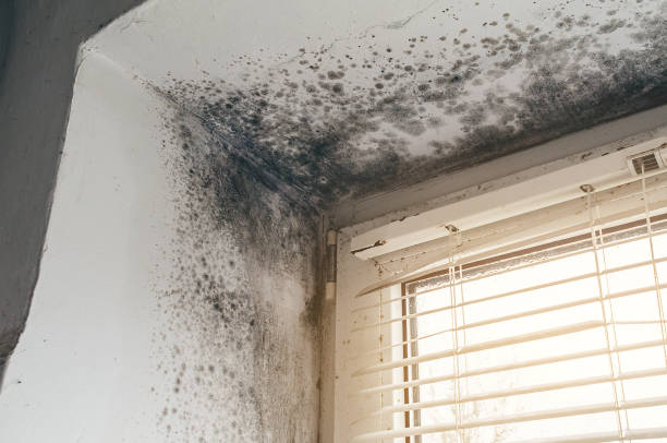 Affordable Basement Mold Remediation solutions in Medina, NY